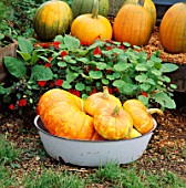 A LARGE FRENCH PUMPKIN AND 3 TURKS TURBAN PUMPKINS IN A BOWL IN B/G ARE AMERICAN PUMPKINS
