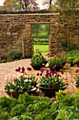 RICKYARD BARN GARDEN  NORTHAMPTONSHIRE: GRAVEL AND HORNTON STONE TERRACE WITH COPPER CONTAINERS PLANTED WITH TULIP APRICOT BEAUTY  TULIP BLACK HERO AND TULIP NEGRITA