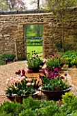 RICKYARD BAN GARDEN  NORTHAMPTONSHIRE: GRAVEL AND HORNTON STONE TERRACE WITH COPPER CONTAINERS PLANTED WITH TULIP APRICOT BEAUTY  TULIP BLACK HERO AND TULIP NEGRITA