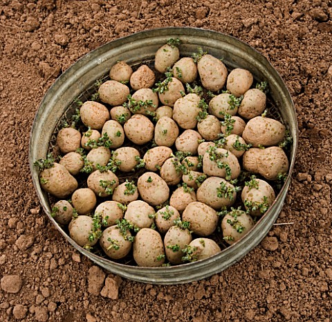 CHITTED_POTATOES_READY_FOR_PLANTING
