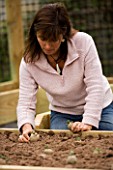 CLARE MATTHEWS PLANTING A CHITTED POTATO IN A RAISED BED IN HER POTAGER