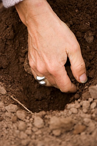 CLARE_MATTHEWS_POTAGERVEGETABLE_GARDEN_PROJECT_CLARE_DIGS_A_SMALL_HOLE_FOR_POTATOES_WITH_HER_HAND