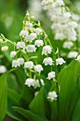 CONVALLARIA MAJALIS BORDEAUX - LILY OF THE VALLEY