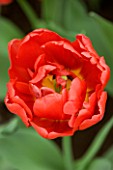 DOUBLE LATE TULIP EIRE