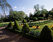 CHENIES MANOR GARDEN  BUCKINGHAMSHIRE:THE SUNDIAL BED IN SPRING WITH BOX TOPIARY ANS TULIP DREAMING GIRL