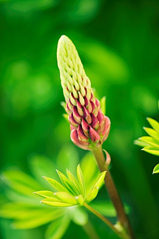 EMERGING_BUD_OF_LUPIN_MY_CASTLE