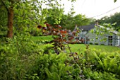 DESIGNER HELEN DOOLEY - ROSE COTTAGE  DORSET: VIEW OF THE COTTAGE FROM A SPRING BORDER WITH EPIMEDIUM  CORYLUS MAXIMA PURPUREA AND MATTEUCIA STRUTHIOPTERIS