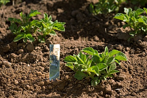 POTAGER_PROJECT_BY_CLARE_MATTHEWS_SWIFT_POTATOES_PLANTED_IN_RAISED_BED_SOIL__FRESH_GROWTH
