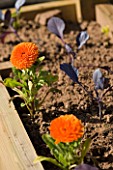 POTAGER PROJECT BY CLARE MATTHEWS: RED CABBAGES AND CALENDULAS PLANTED IN RAISED WOODEN BED