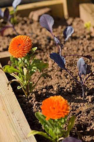 POTAGER_PROJECT_BY_CLARE_MATTHEWS_RED_CABBAGES_AND_CALENDULAS_PLANTED_IN_RAISED_WOODEN_BED