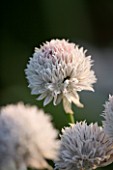 PETTIFERS  OXFORDSHIRE: WHITE CHIVE (ALLIUM) FROM GRAHAM GOUGH AT MARCHANTS HARDY PLANTS