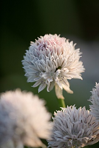 PETTIFERS__OXFORDSHIRE_WHITE_CHIVE_ALLIUM_FROM_GRAHAM_GOUGH_AT_MARCHANTS_HARDY_PLANTS