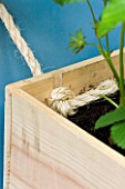 DESIGNER: CLARE MATTHEWS -  VEGETABLE BOX PROJECT - ROPE HOLDING BOX TO BLUE PLYWOOD