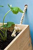 DESIGNER: CLARE MATTHEWS -  VEGETABLE BOX PROJECT - ROPE HOLDING BOX TO BLUE PLYWOOD