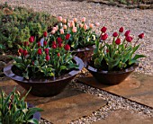 RICKYARD BARN GARDEN  NORTHAMPTONSHIRE: BRONZE CONTAINERS ON PATIO IN SPRING PLANTED WITH TULIP APRICOT BEAUTY AND TULIP NEGRITA