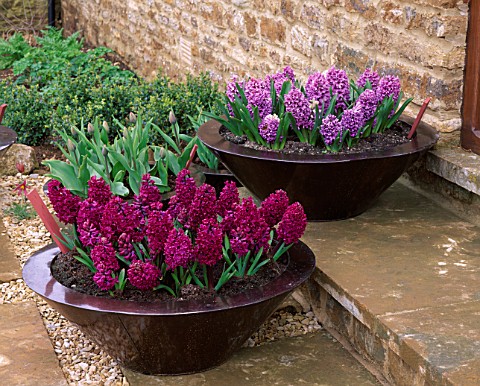 RICKYARD_BARN__NORTHAMPTONSHIRE_COPPER_CONTAINERS_ON_STEPS_IN_SPRING_PLANTED_WITH_HYACINTH_PURPLE_PA
