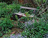 LISETTE PLEASANCE GARDEN  LONDON: COTTAGE STYLE PLANTING - WOODEN BENCH WITH EUPHORBIA AND FORGET-ME-NOTS