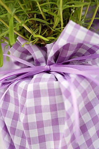 DESIGNER_CLARE_MATTHEWS_LAVENDER_PLANT_IN_CONTAINER_WRAPPED_WITH_LILAC_GINGHAM_MATERIAL