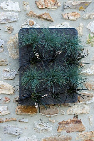 DESIGNER_CLARE_MATTHEWS__SUCCULENT_PICTURE_PROJECT_WALL_MOUNTED_PICTURE_WITH_OPHIOPOGON_AND_FESTUCA_