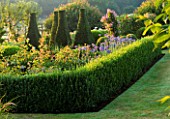 PETTIFERS  OXFORDSHIRE: THE PARTERRE WITH CLIPPED YEW AND BOX AND AGAPANTHUS HEADBOURNE HYBRIDS