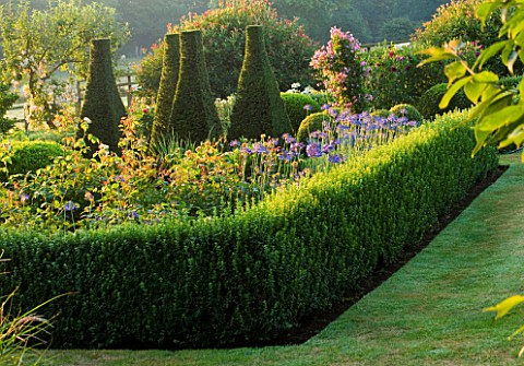PETTIFERS__OXFORDSHIRE_THE_PARTERRE_WITH_CLIPPED_YEW_AND_BOX_AND_AGAPANTHUS_HEADBOURNE_HYBRIDS