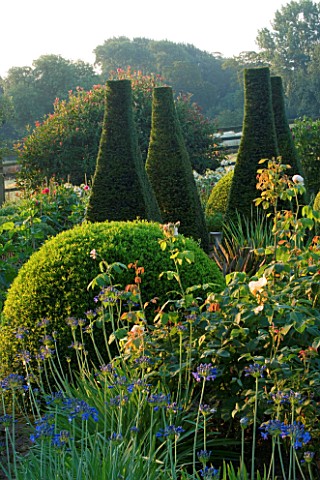 PETTIFERS__OXFORDSHIRE_THE_PARTERRE_WITH_CLIPPED_YEW__AGAPANTHUS_HEADBOURNE_HYBRIDS_AND_ROSES