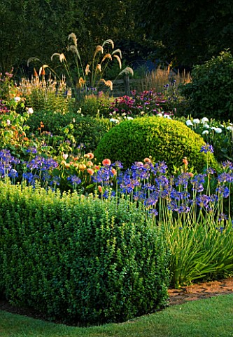 PETTIFERS__OXFORDSHIRE_THE_PARTERRE_WITH_CLIPPED_BOX__AGAPANTHUS_HEADBOURNE_HYBRIDS__ECHINACEA_PURPU