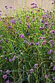 MINIMALIST GARDEN BY WYNNIATT-HUSEY CLARKE: PLANTING OF VERBENA BONARIENSIS AND MISCANTHUS ZEBRINUS (ZEBRA GRASS)