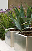 MINIMALIST GARDEN DESIGNED BY WYNNIATT-HUSEY CLARKE: METAL CONTAINER PLANTED WITH AGAVE AMERICANA SURROUNDED BY PLANTING OF VERBENA BONARIENSIS AND MISCANTHUS ZEBRINUS