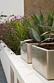 MINIMALIST GARDEN DESIGNED BY WYNNIATT-HUSEY CLARKE: METAL CONTAINERS PLANTED WITH AGAVE AMERICANA SURROUNDED BY PLANTING OF VERBENA BONARIENSIS AND MISCANTHUS ZEBRINUS