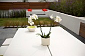 MINIMALIST GARDEN DESIGNED BY WYNNIATT-HUSEY CLARKE: GREY SLATE PATIO  WHITE TABLE AND CHAIRS  WHITE ORCHID ON TABLE