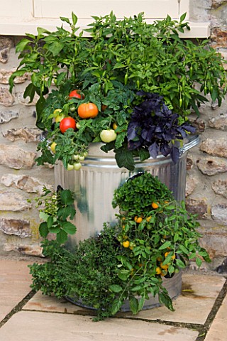 DESIGNER_CLARE_MATTHEWS_VEGETABLE_DUSTBIN__DUSTBIN_PLANTED_WITH_TOMATO_F1_TOTEM__THYMUS_VULGARE_COMP