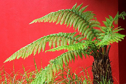 DESIGNERS_WYNNIAT_HUSEY_CLARKE_SOFT_TREE_FERN__DICKSONIA_ANTARCTICA_GROWING_IN_FRONT_OF_A_RED_RENDER
