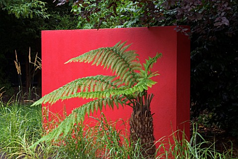 DESIGNERS_WYNNIAT_HUSEY_CLARKETHE_SOFT_TREE_FERN__DICKSONIA_ANTRCTICA__IN_FRONT_OF_RED_PAINTED_WALL