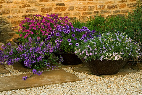 RICKYARD_BARN__NORTHAMPTONSHIRE_CONTAINERS_IN_THE_GRAVEL_GARDEN_PLANTED_WITH_PETUNIA_FRENZY_BLUE_VEI