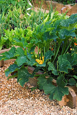 DESIGNER_CLARE_MATTHEWS__POTAGER_VEGETABLE_GARDEN_PROJECT__DEVON_RAISED_BED_PLANTED_WITH_COURGETTE_O