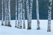 PAVLOVSK PARK RUSSIA - ROW OF BIRCH TREES IN WINTER. SNOW