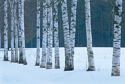 PAVLOVSK_PARK_RUSSIA__ROW_OF_BIRCH_TREES_IN_WINTER_SNOW