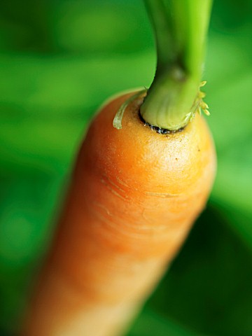 CARROT_CLOSE_UP_VEGETABLE__HEALTHY__FOOD__ORGANIC
