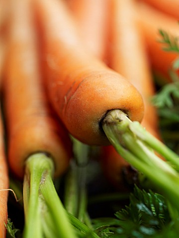 CARROTS___CLOSE_UP_VEGETABLE__HEALTHY__FOOD__ORGANIC