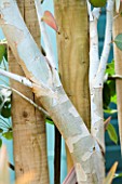 BARK OF EUCALYPTUS PAUCIFLORA SUBSP DEBEUZEVILLEI CONTRASTS WITH NATURAL SCREEN MADE OF WOODEN POSTS. KATHY TAYLORS SMALL TOWN GARDEN  LONDON