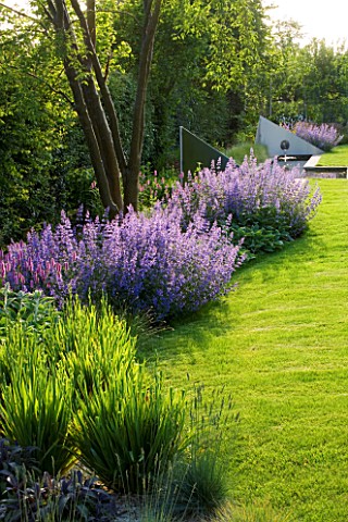 RICHARD_JACKSONS_GARDEN_EVENING_LIGHT_ON_LAWN_AND_BORDER_PLANTED_WITH_NEPETA_WALKERS_LOW__PERSICARIA
