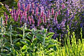 RICHARD JACKSONS GARDEN: BORDER PLANTED WITH NEPETA WALKERS LOW  PERSICARIA AND STACHYS BIG EARS. DESIGNER: CLARE MATTHEWS