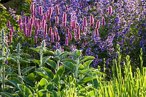 RICHARD_JACKSONS_GARDEN_BORDER_PLANTED_WITH_NEPETA_WALKERS_LOW__PERSICARIA_AND_STACHYS_BIG_EARS_DESI