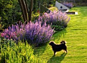 RICHARD JACKSONS GARDEN: DOG BESIDE LAWN AND BORDER PLANTED WITH NEPETA WALKERS LOW  PERSICARIA  STACHYS BIG EARS. WATER RILL AND METAL SAILS. DESIGNER: CLARE MATTHEWS
