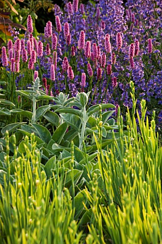 RICHARD_JACKSONS_GARDEN_EVENING_LIGHT_ON_BORDER_PLANTED_WITH_NEPETA_WALKERS_LOW__PERSICARIA__STACHYS