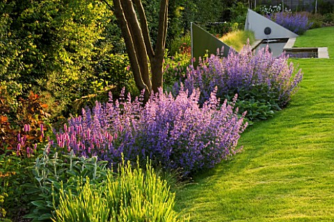 RICHARD_JACKSONS_GARDEN_LAWN_AND_BORDER_PLANTED_WITH_NEPETA_WALKERS_LOW__PERSICARIA__STACHYS_BIG_EAR