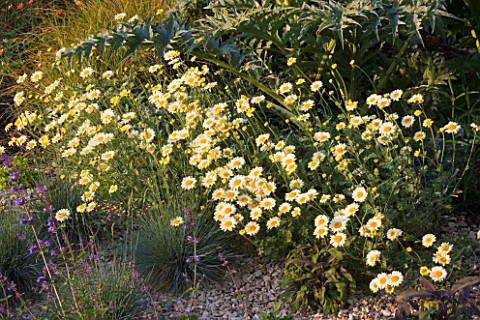 RICHARD_JACKSONS_GARDEN_DESIGNED_BY_CLARE_MATTHEWS__GRAVEL_BORDER_PLANTED_WITH_CARDOON_AND_ANTHEMIS_