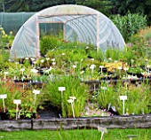 HALL FARM NURSERY  SHROPSHIRE - PLANTS IN THE NURSERY IN FRONT OF A POLYTUNNEL