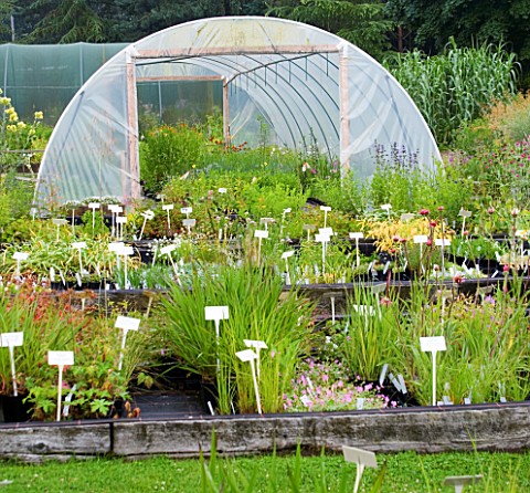 HALL_FARM_NURSERY__SHROPSHIRE__PLANTS_IN_THE_NURSERY_IN_FRONT_OF_A_POLYTUNNEL